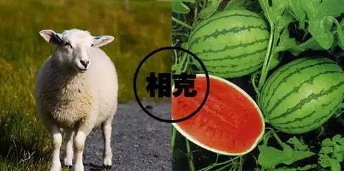 娱乐圈吃瓜羊了个羊,揭秘明星们的“羊群效应” 第2张 娱乐圈吃瓜羊了个羊,揭秘明星们的“羊群效应” 第2张