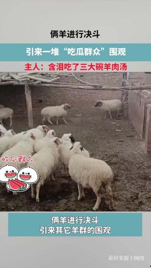 娱乐圈吃瓜羊了个羊,揭秘明星们的“羊群效应” 第3张 娱乐圈吃瓜羊了个羊,揭秘明星们的“羊群效应” 第3张