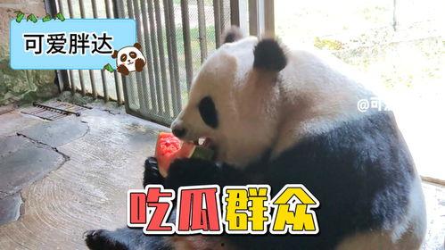 娱乐吃瓜大熊猫视频下载,网友直呼可爱 第1张 娱乐吃瓜大熊猫视频下载,网友直呼可爱 第1张