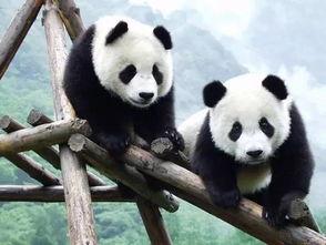 娱乐吃瓜大熊猫视频下载,网友直呼可爱 第2张 娱乐吃瓜大熊猫视频下载,网友直呼可爱 第2张