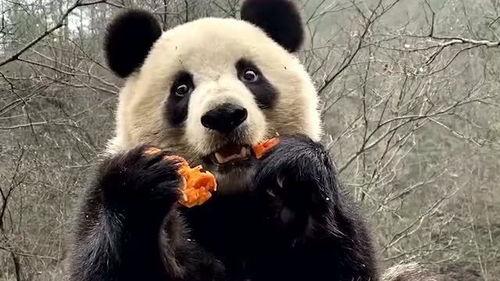 娱乐吃瓜大熊猫视频下载,网友直呼可爱 第3张 娱乐吃瓜大熊猫视频下载,网友直呼可爱 第3张
