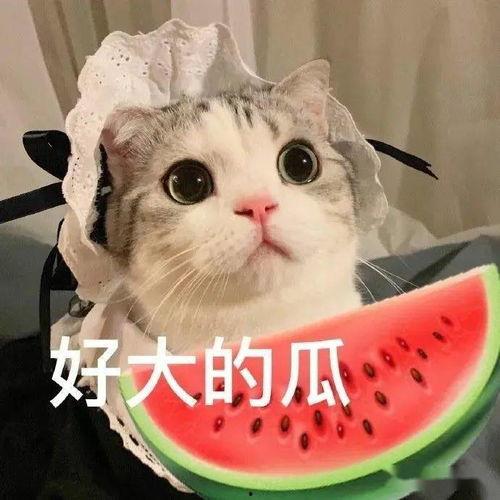 娱乐吃瓜君七七的折耳猫,七七与娱乐吃瓜君的互撕事件解析”