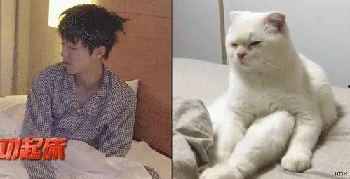 吃瓜娱乐的喵哥是谁啊视频,吃瓜娱乐界的神秘喵哥是谁？  第2张