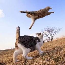 娱乐吃瓜猫捉鸟百度云,猫捉鸟奇遇记,百度云独家放送  第2张 娱乐吃瓜猫捉鸟百度云,猫捉鸟奇遇记,百度云独家放送  第2张