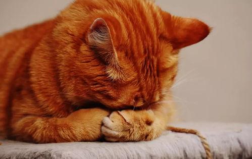 娱乐吃瓜猫捉鸟百度云,猫捉鸟奇遇记,百度云独家放送  第3张 娱乐吃瓜猫捉鸟百度云,猫捉鸟奇遇记,百度云独家放送  第3张