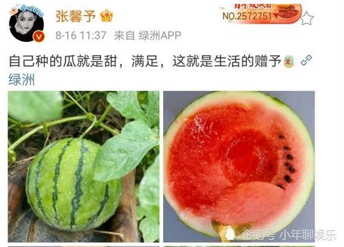 在哪里可以吃娱乐圈的瓜,揭秘各大热门餐厅的独家瓜料  第2张 在哪里可以吃娱乐圈的瓜,揭秘各大热门餐厅的独家瓜料  第2张