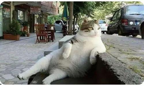 娱乐吃瓜猫捉鸟是真的吗,娱乐吃瓜猫捉鸟事件,真相究竟如何?  第2张 娱乐吃瓜猫捉鸟是真的吗,娱乐吃瓜猫捉鸟事件,真相究竟如何?  第2张