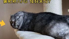 娱乐圈吃瓜猫是谁啊 第2张 娱乐圈吃瓜猫是谁啊 第2张