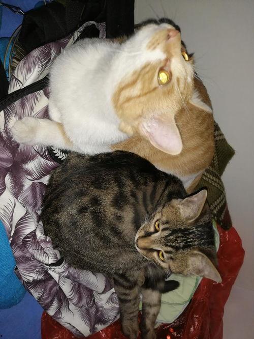 娱乐圈吃瓜猫是谁啊 第3张 娱乐圈吃瓜猫是谁啊 第3张